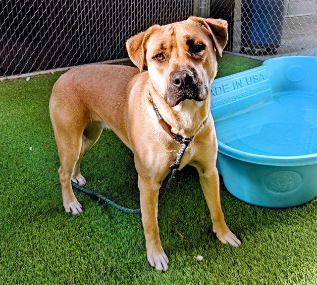 LUCY Image