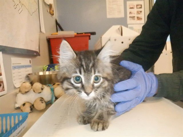 A1401026 - Domestic Short Hair available for adoption