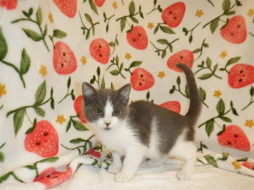 SHARON - Domestic Short Hair available for adoption