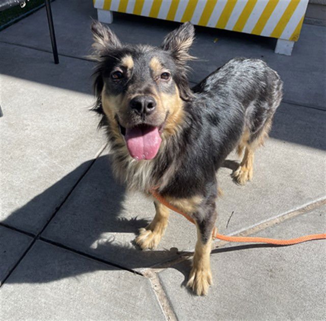 TRINITY - German Shepherd Dog available for adoption