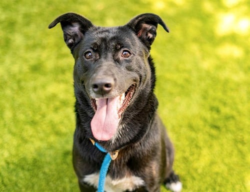 WREN - German Shepherd Dog available for adoption