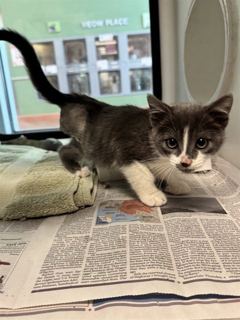 ARLO - Domestic Short Hair available for adoption