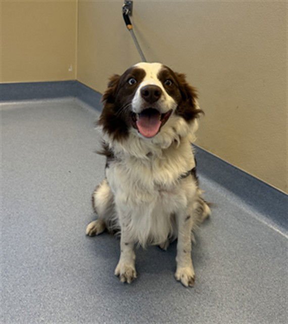 A1403856 - Australian Cattle Dog/Blue Heeler available for adoption