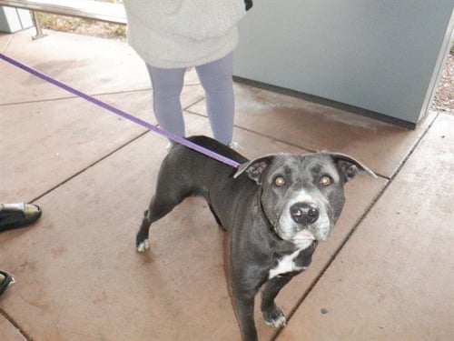 ASHLEY - Pit Bull Terrier available for adoption