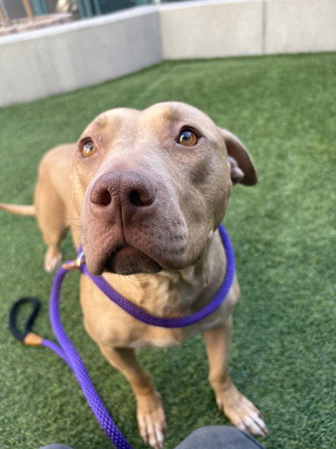 MEADOW - Pit Bull Terrier available for adoption