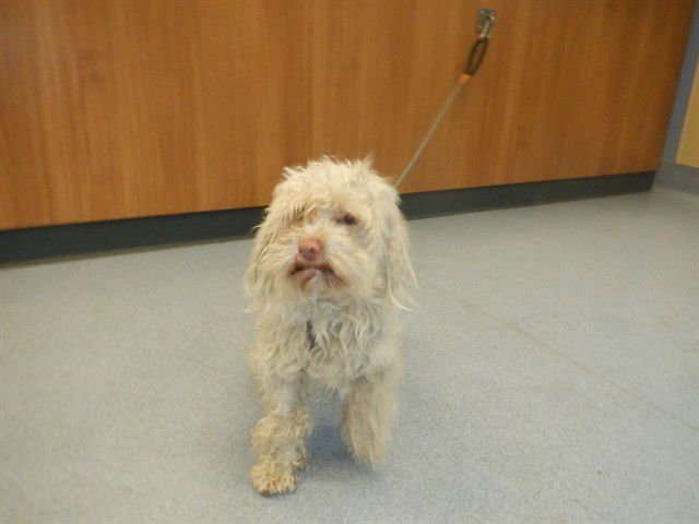 A1400918 - Maltese / Poodle (Miniature) available for adoption
