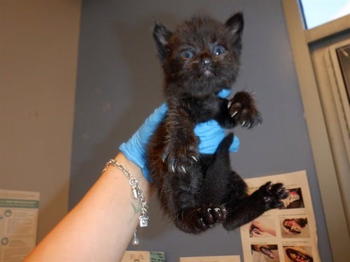 DARLIN - Domestic Short Hair available for adoption