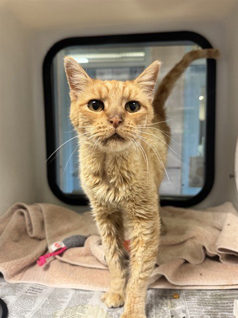 BIG BIRD - Domestic Short Hair available for adoption