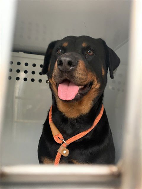 ROSIE - Rottweiler available for adoption