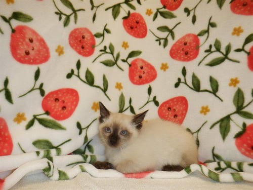 BONNIE - Domestic Short Hair available for adoption