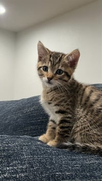 SIR FLUFFINGTON - Photo 1