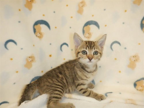 A1411085 - Domestic Short Hair available for adoption