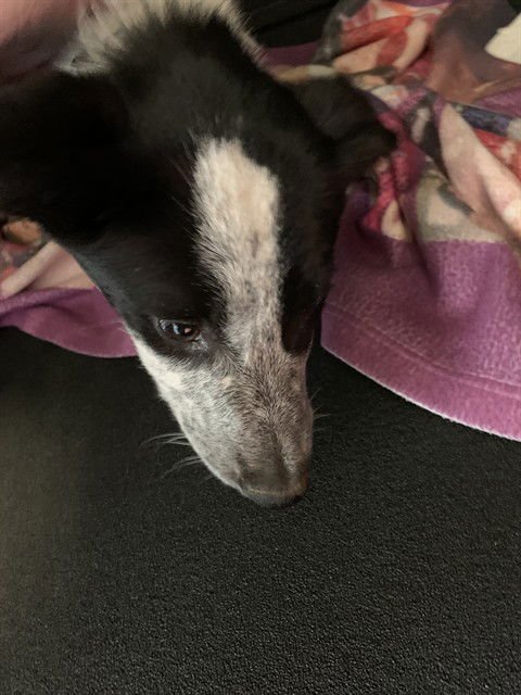 CLOVER - Border Collie available for adoption