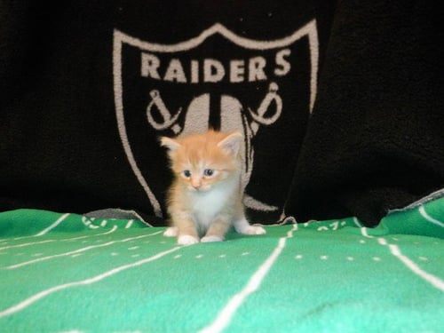 KIRKO CHAINS - Domestic Medium Hair available for adoption