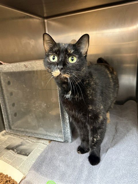 VELA - Domestic Short Hair available for adoption