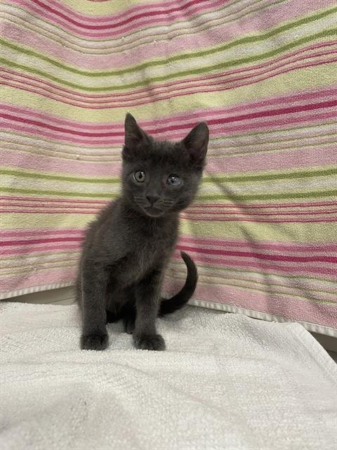 PEPPER Image