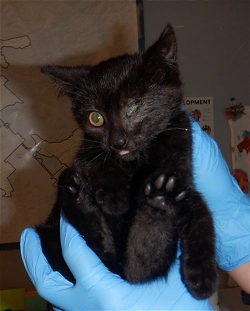 OTIS - Domestic Short Hair available for adoption