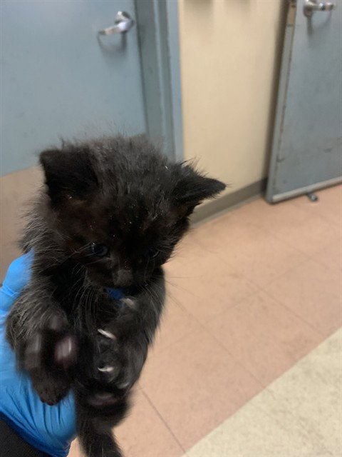 LOVE - Domestic Short Hair available for adoption