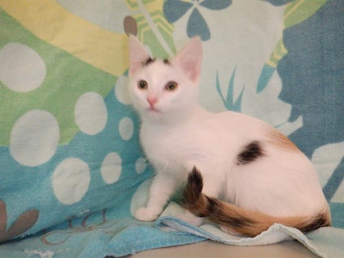 PEARL - Domestic Short Hair available for adoption