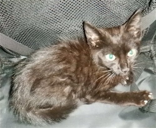 NEOW NEOW - Domestic Short Hair available for adoption