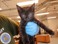 BUTTERSCOTCH - Photo 1