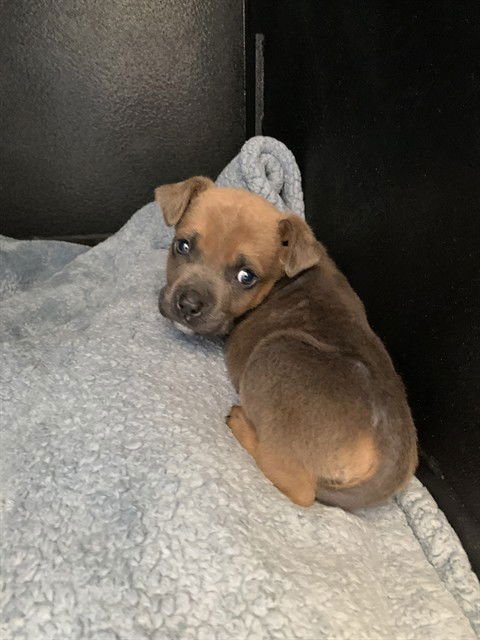 CHIRON - Pit Bull Terrier available for adoption