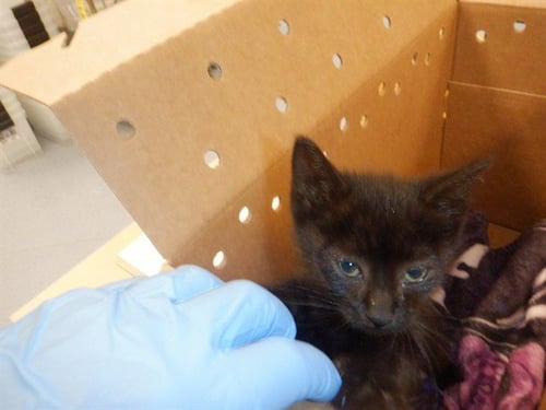 FRODO - Domestic Medium Hair available for adoption
