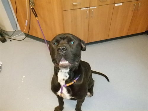 PETER BARKER - Cane Corso Mastiff available for adoption