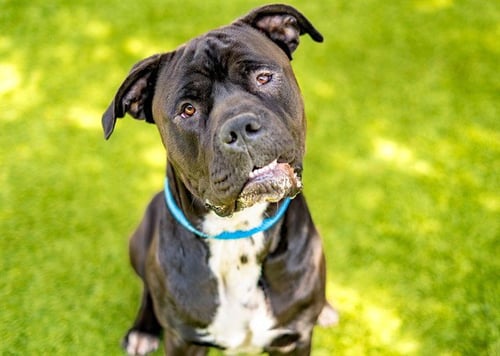 PETER BARKER - Cane Corso Mastiff available for adoption
