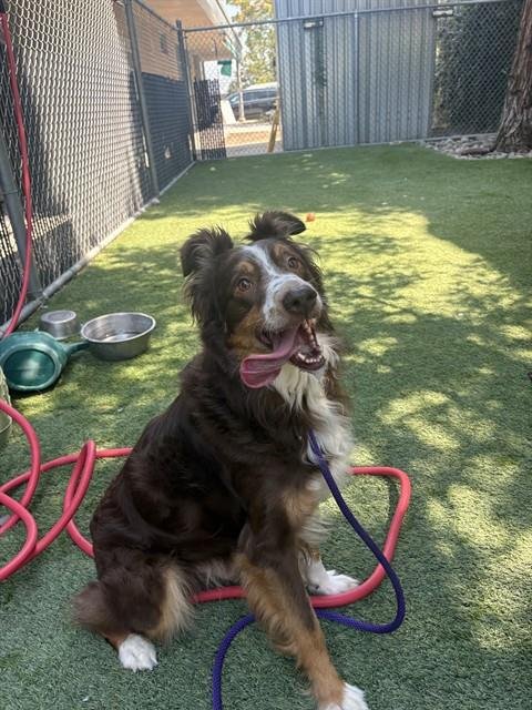 NIKLAUS - Australian Shepherd available for adoption