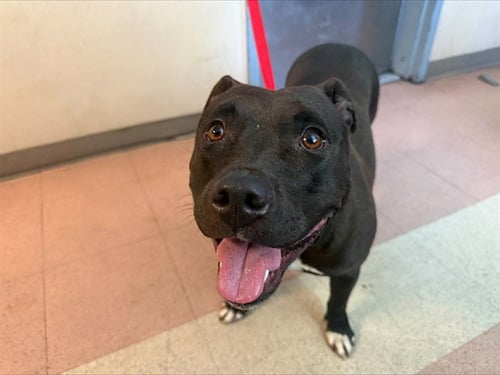 OLIVIA - Pit Bull Terrier available for adoption