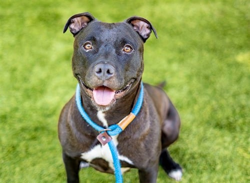 OLIVIA - Pit Bull Terrier available for adoption