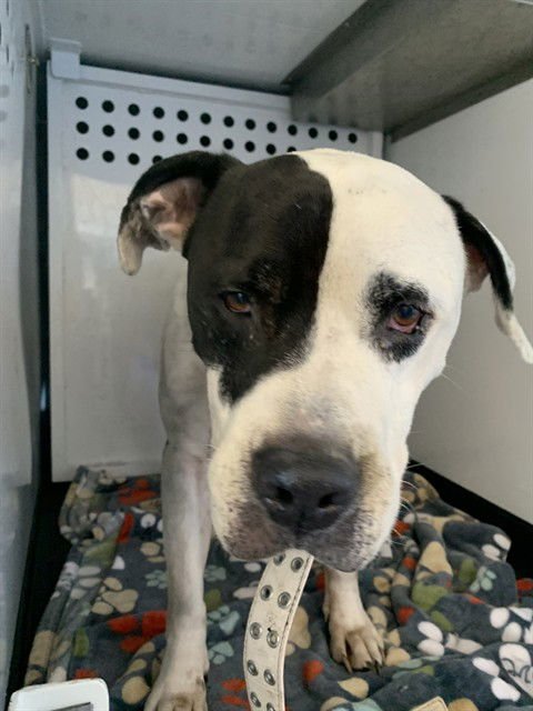 COWBELL - Pit Bull Terrier available for adoption