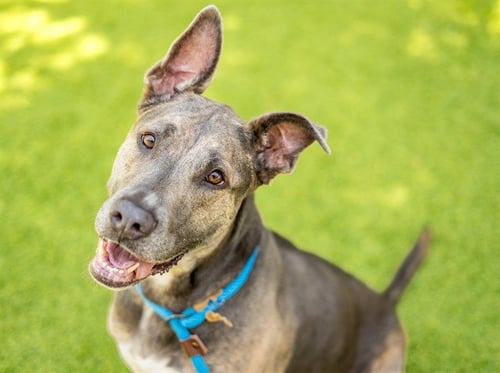 DAHLIA - Pit Bull Terrier available for adoption