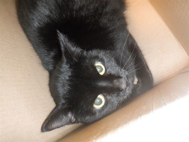 PIPER - Domestic Short Hair available for adoption