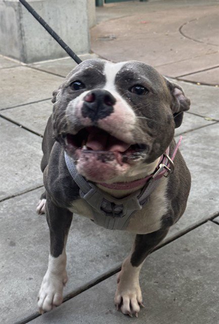 SYLVIE - American Bulldog available for adoption