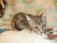 PATTY - Photo 1