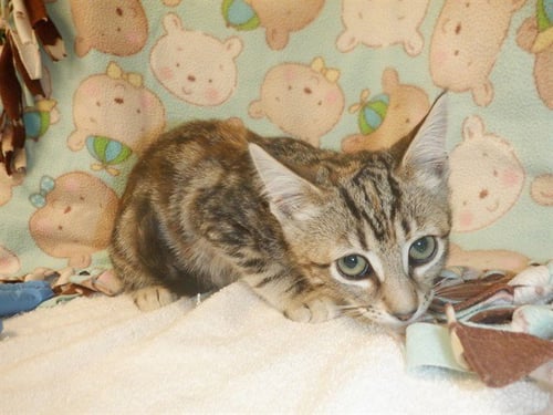 PATTY - Domestic Short Hair available for adoption