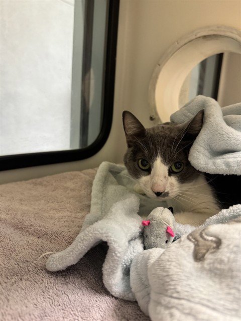 SISSY - Domestic Short Hair available for adoption