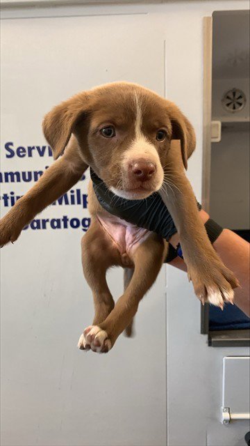 CROISSANT - Pit Bull Terrier available for adoption