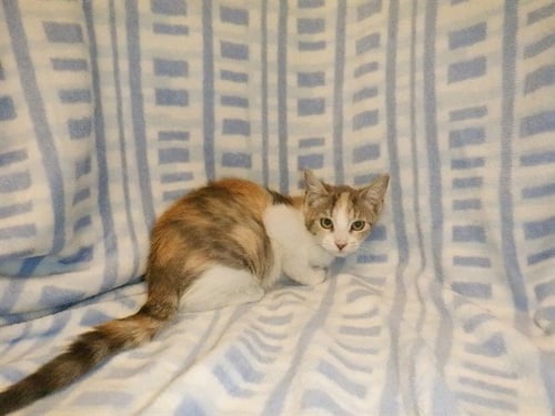 CASSIE - Domestic Short Hair available for adoption