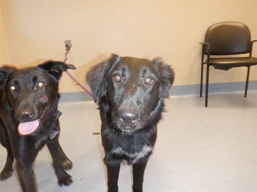 CHARLI - Labrador Retriever available for adoption