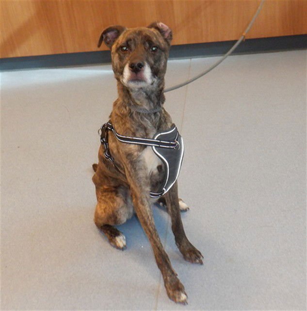 BEAR - Greyhound available for adoption