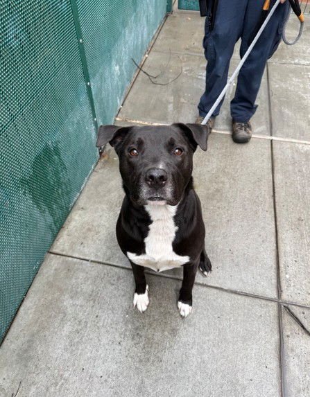 CHIPMUNK - Labrador Retriever available for adoption