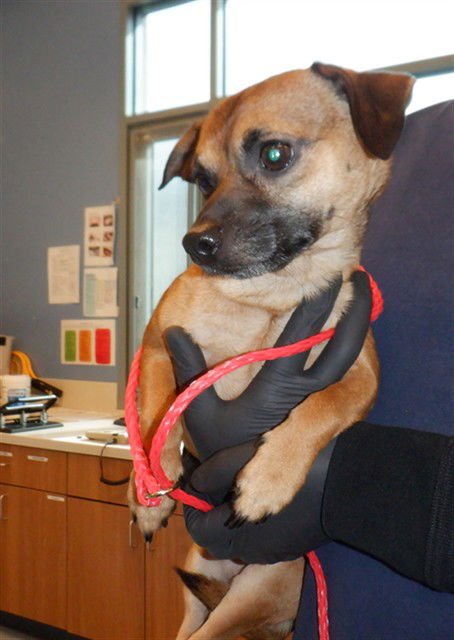 CADBURY - Chihuahua available for adoption