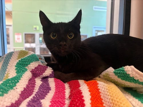 CINDER - Domestic Short Hair available for adoption