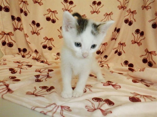 MOOSE - Domestic Short Hair available for adoption