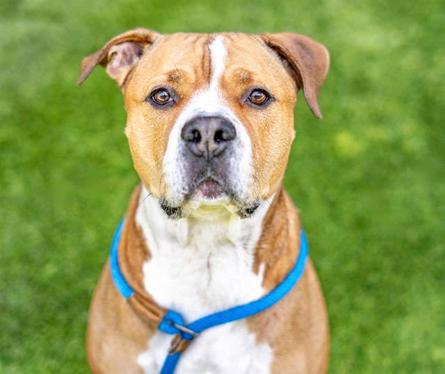 LIL BRENT - Pit Bull Terrier available for adoption