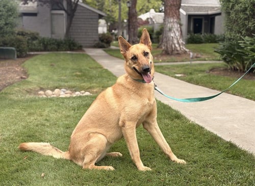 SUNNY - German Shepherd Dog / Siberian Husky available for adoption