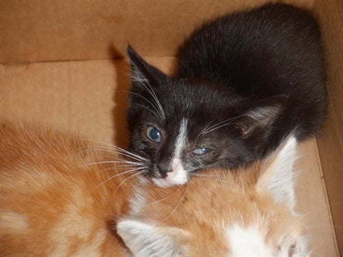 MARS - Domestic Short Hair available for adoption